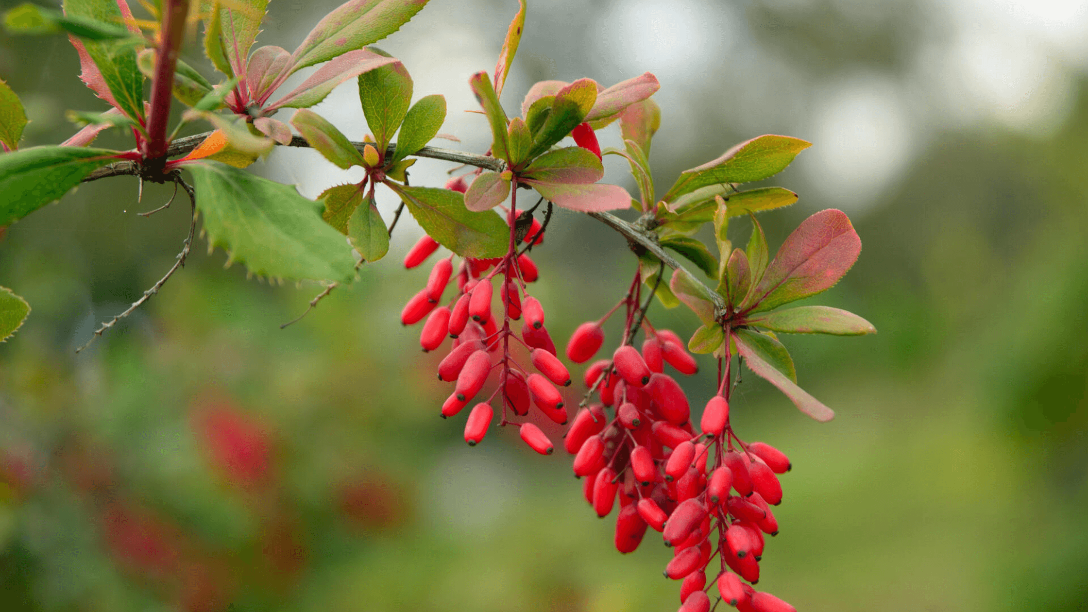 What’s the Hype About Berberine in Australia? Discover How It’s Supercharging Our Longevity Greens!